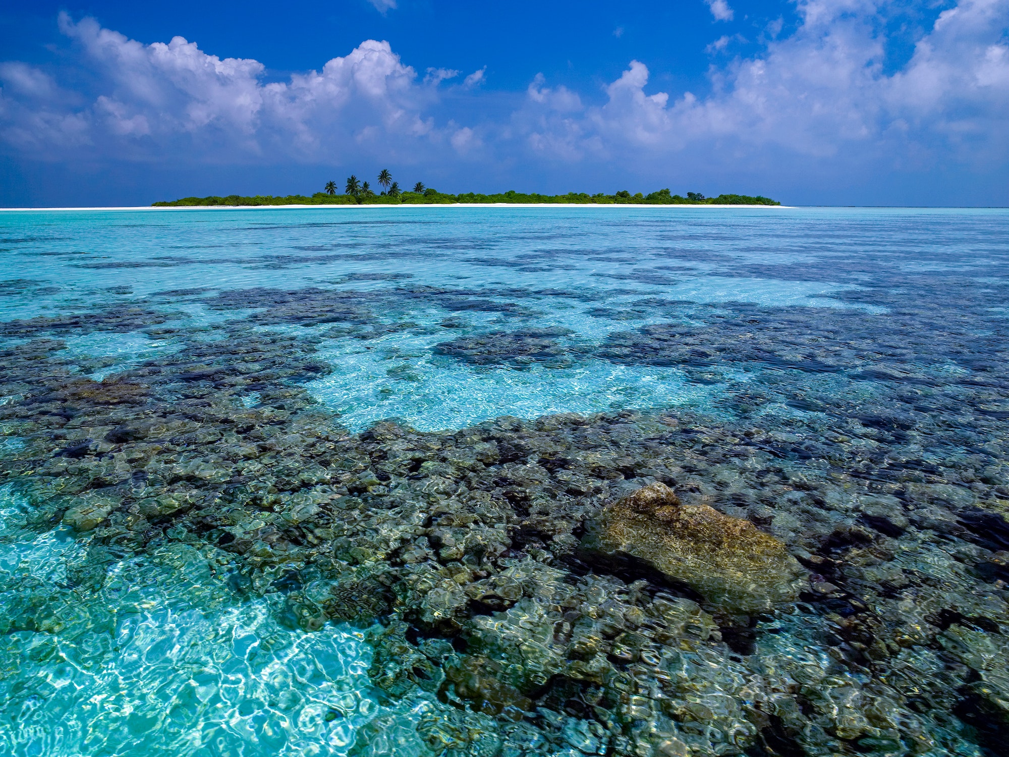 Coral Reef - The Maldives