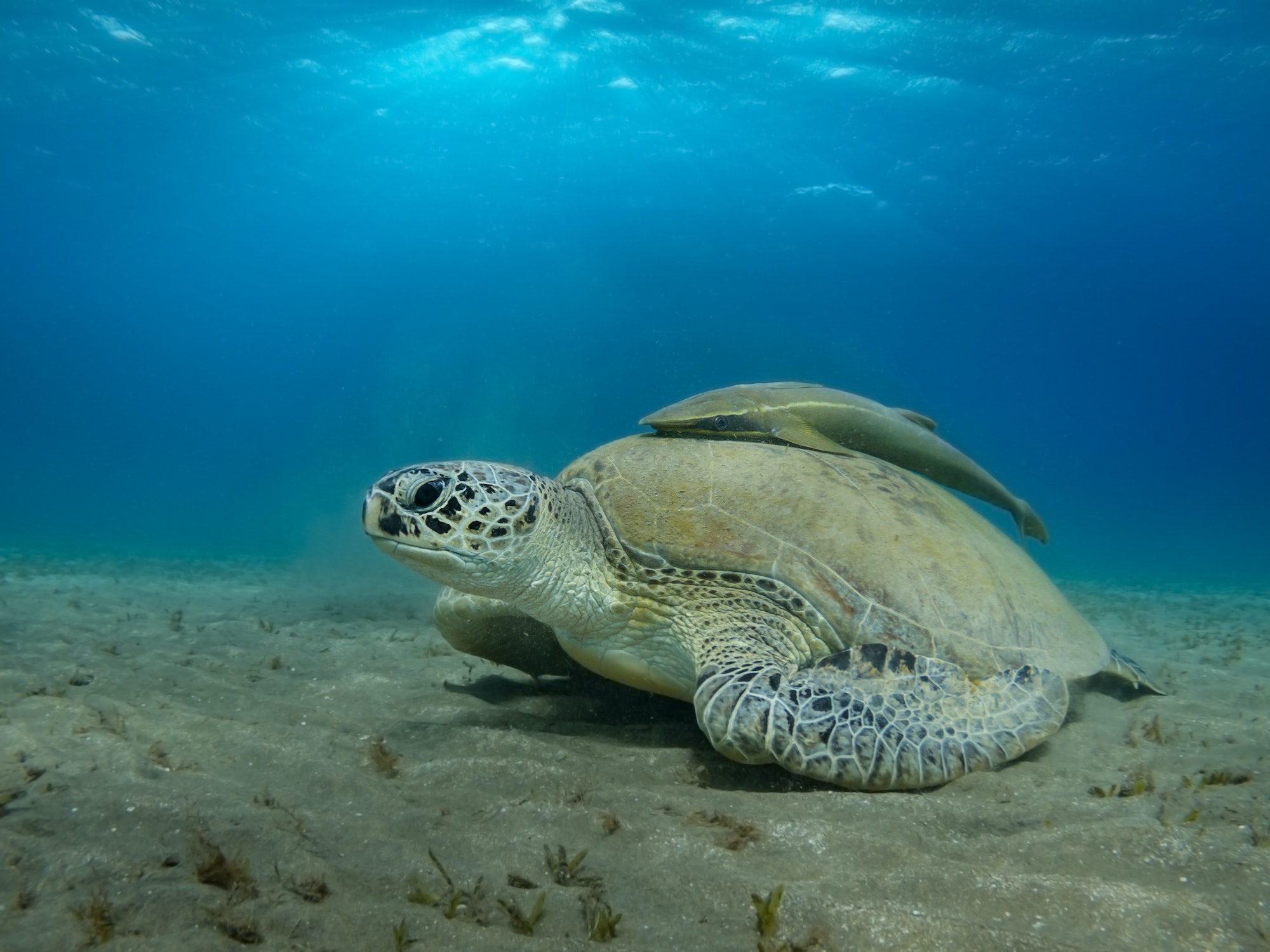 Giant Sea turtle close-up Red Sea Egypt