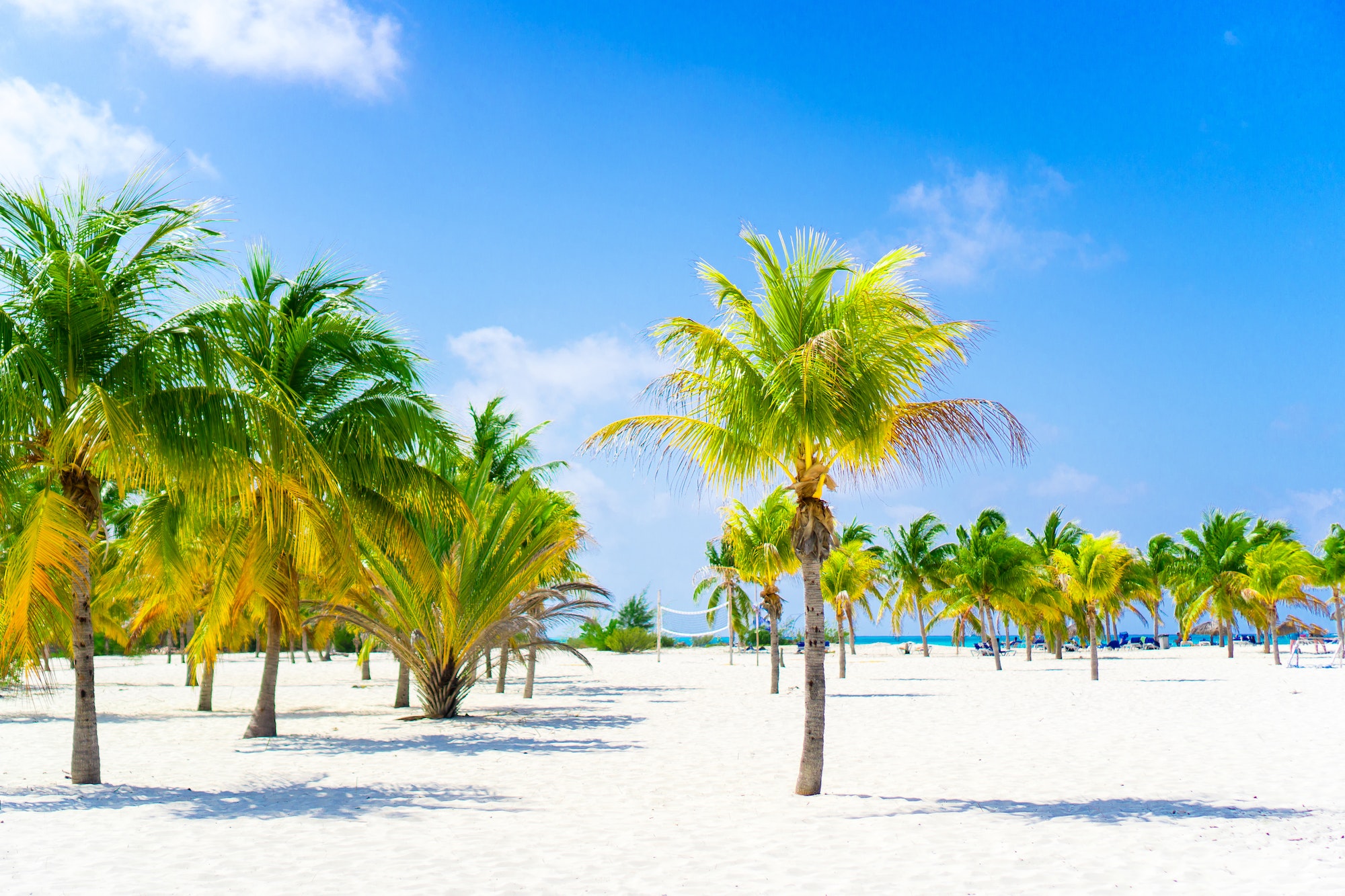 Palm trees on white sand beach. Playa Sirena. Cayo Largo. Cuba